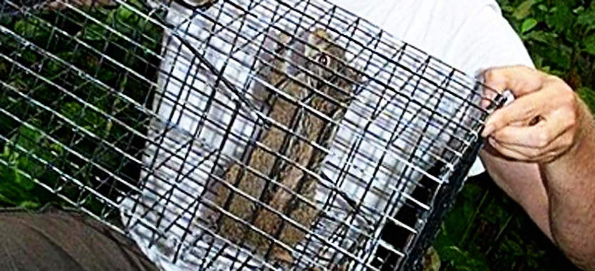 Getting Rid Of Squirrels In Your House Attics Walls Etc Pest Strategies